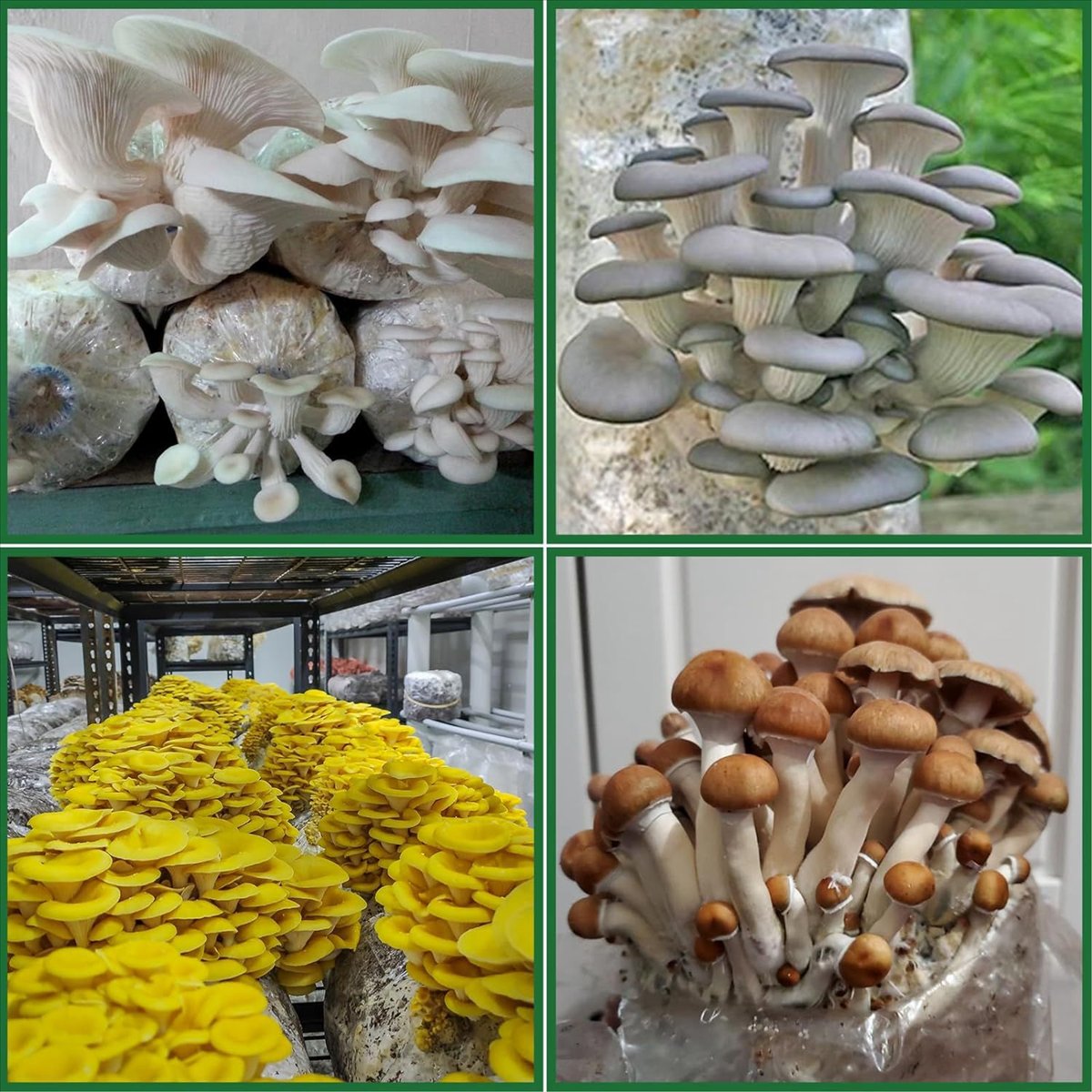 Mushroom Grow Bags,25 Pack Pol - Mushroom Spawn Bag recension och pris