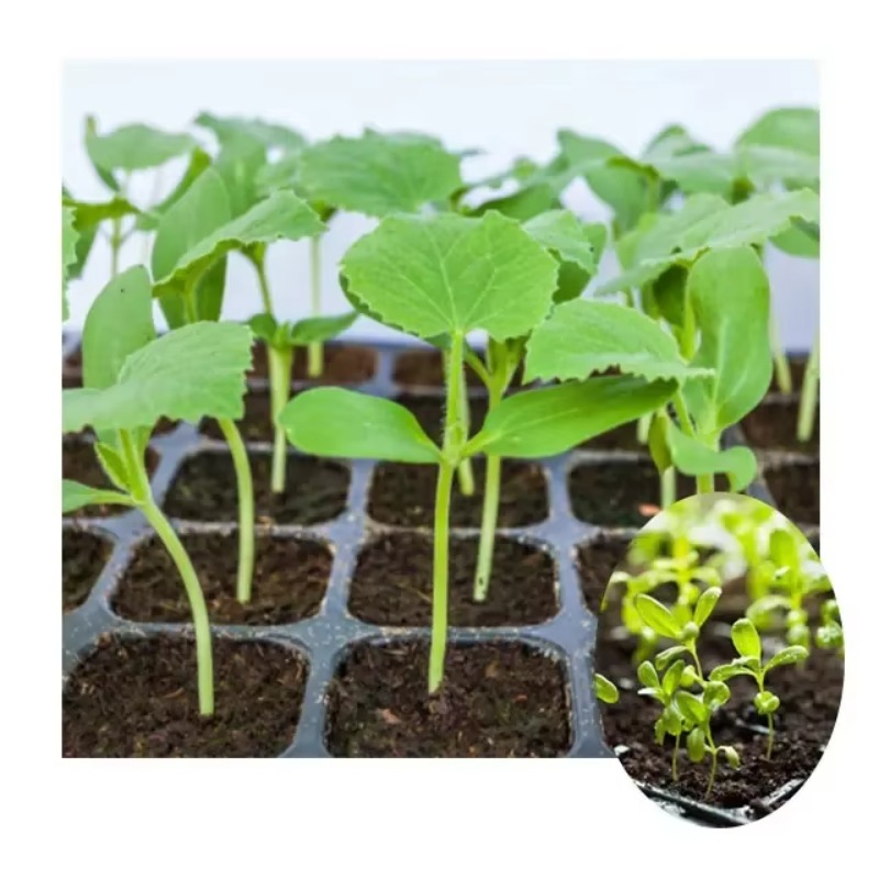 Automatic Plug Tray Seeding Ma - Nursery Plug Tray recension och pris