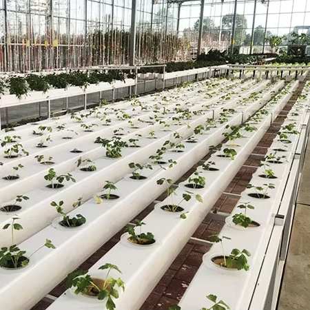 Commercial Hydroponics Plant S - Hydroponic Nft Channel recension och pris